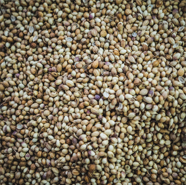 Hemp Seed Oil