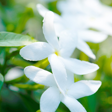 Jasmine Oil